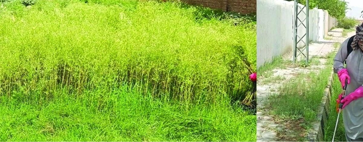 Musakhel mein muzir-e-sehat jari bootiyon ke khilaf spray muhim shuru, malaria aur dengue ki roktham mein madad