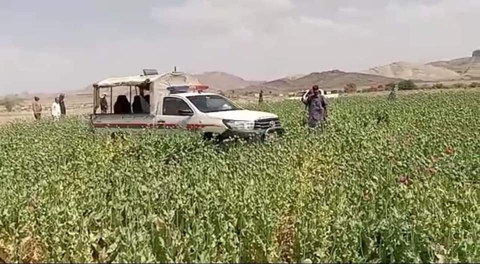 Qila Abdullah: Gulistan mein insidad-e-bhang muhim, mazeed 195 acre arazi bhang se paak
